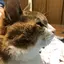 mahoのプロフィール画像