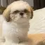 ウサミのプロフィール画像