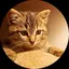 ミィのプロフィール画像