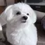 Coccoのプロフィール画像