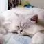みきのプロフィール画像