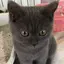 胡桃のプロフィール画像