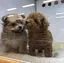 みみみちゃんのプロフィール画像