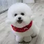 あめちくんのプロフィール画像