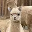 まゆのプロフィール画像