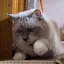 ぶたさんのプロフィール画像