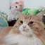 むぎのプロフィール画像