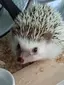 ティアラのプロフィール画像
