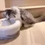 さくらのプロフィール画像