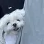♡のプロフィール画像