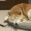 ひるひるのプロフィール画像