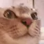 さくぱんのプロフィール画像