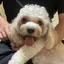 shoちゃんのプロフィール画像