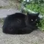 黒猫のプロフィール画像