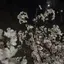 palのプロフィール画像