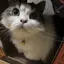 ねこのプロフィール画像