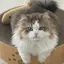 ツキノのプロフィール画像