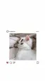 アマダのプロフィール画像