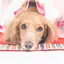 Lilyのプロフィール画像