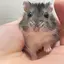 ういのプロフィール画像