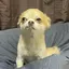 うめちのプロフィール画像