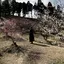 さくらのプロフィール画像