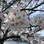祥恵のプロフィール画像
