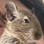 デグーのプロフィール画像