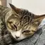 つのプロフィール画像