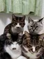 猫ママのプロフィール画像