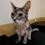 Momのプロフィール画像