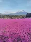 だいふくのプロフィール画像