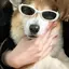 モモゴンのプロフィール画像