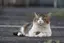 miaのプロフィール画像