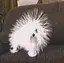 tのプロフィール画像