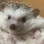 和のプロフィール画像
