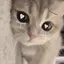 にゃんのプロフィール画像