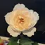 バンビのプロフィール画像