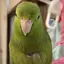 赤坂おかゆのプロフィール画像