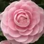 ちゃみするのプロフィール画像