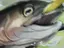 魚野郎のプロフィール画像