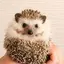 すぎぴのプロフィール画像