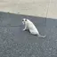 Rのプロフィール画像