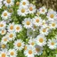 flowerのプロフィール画像