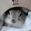 哉恵のプロフィール画像