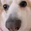 サクラのプロフィール画像