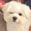 いぬかわいすぎのプロフィール画像