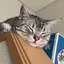 シミズのプロフィール画像
