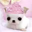 すにゃんのプロフィール画像