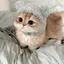 ひ。のプロフィール画像